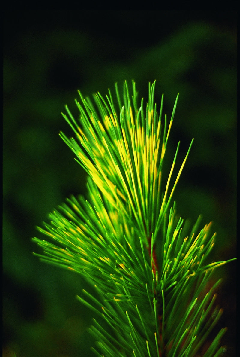 Pinus thunbergii 'Shirome janome' Variegated Japanese Black Pine Tree