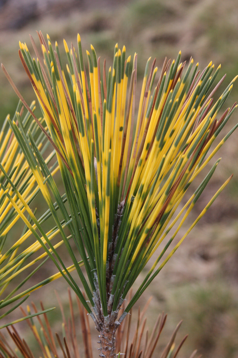 Pinus thunbergii 'Shirome janome' Variegated Japanese Black Pine Tree