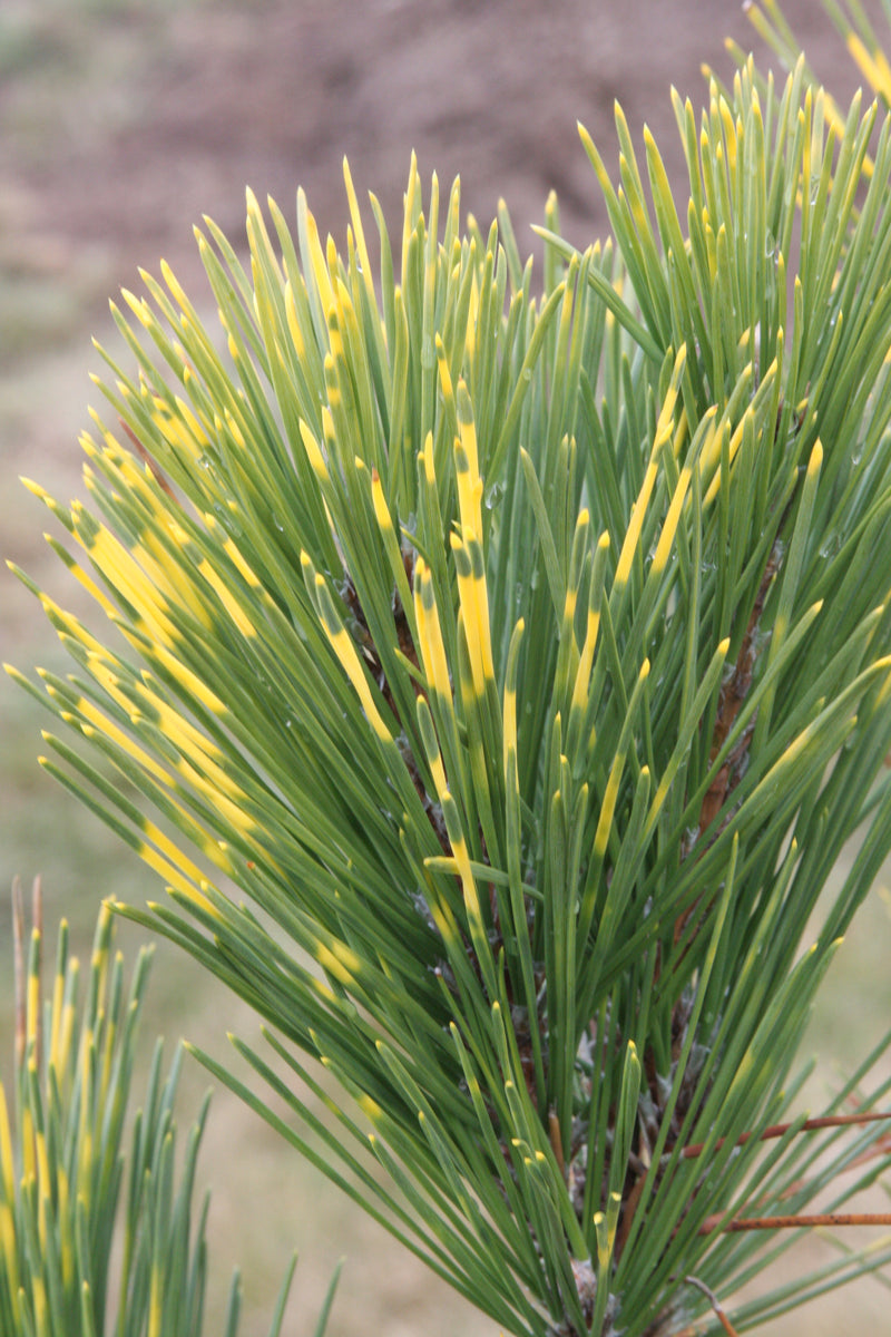 Pinus thunbergii 'Shirome janome' Variegated Japanese Black Pine Tree
