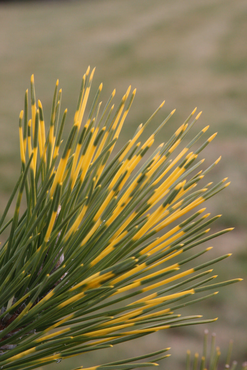 Pinus thunbergii 'Shirome janome' Variegated Japanese Black Pine Tree