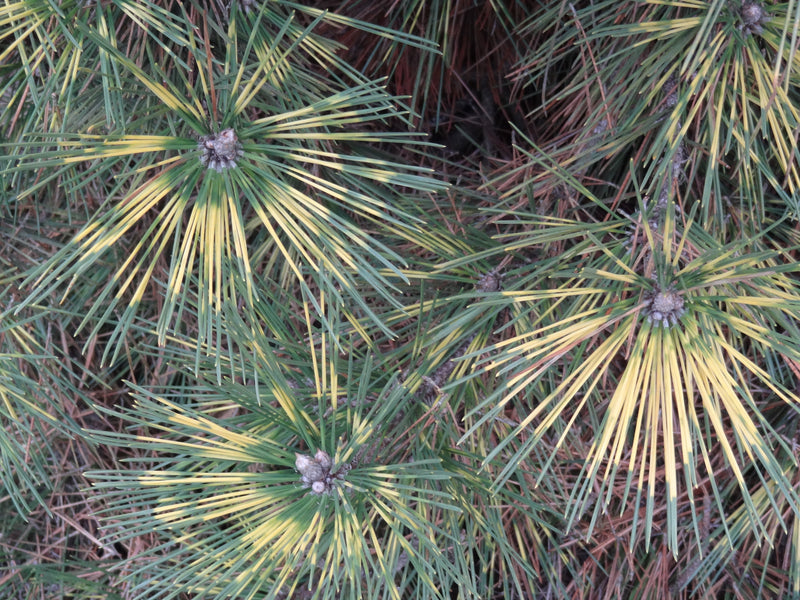 Pinus thunbergii 'Shirome janome' Variegated Japanese Black Pine Tree