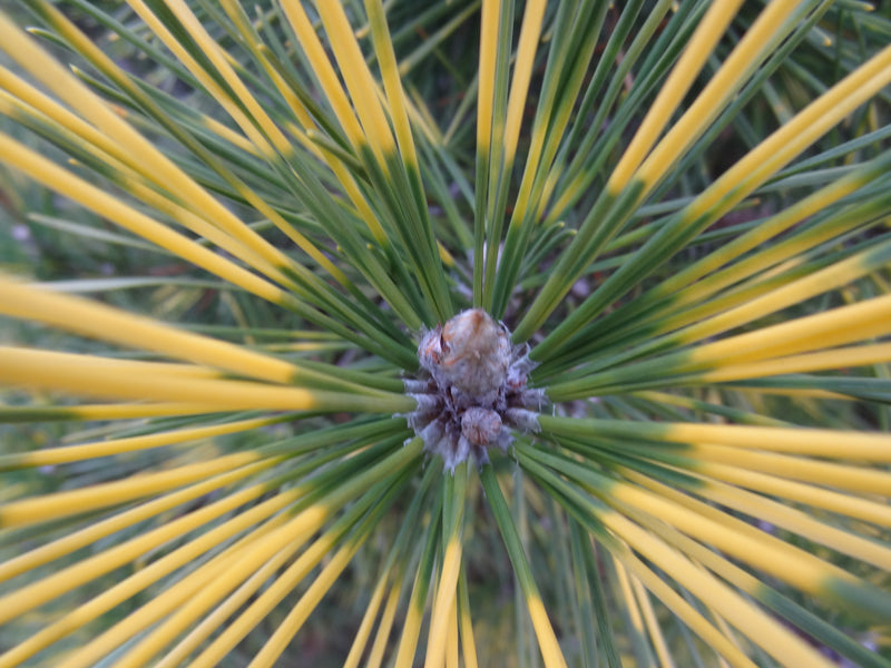 Pinus thunbergii 'Shirome janome' Variegated Japanese Black Pine Tree
