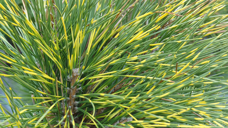 Pinus thunbergii 'Shirome janome' Variegated Japanese Black Pine Tree