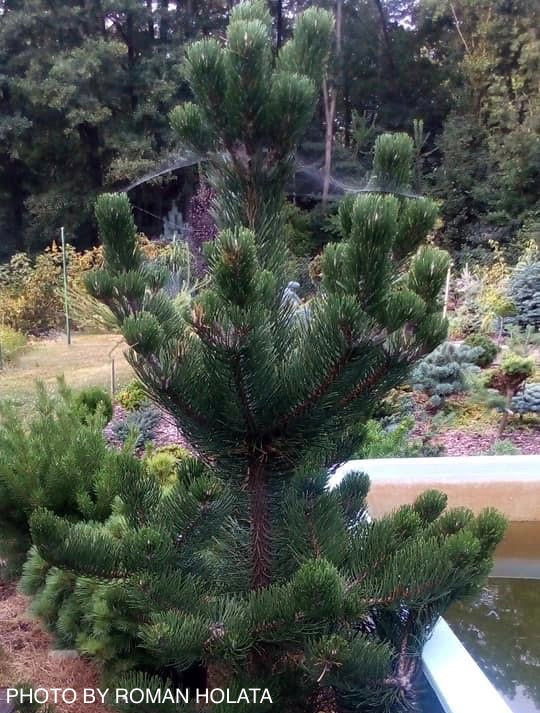 Pinus nigra 'Oregon Green' Austrian Black Pine