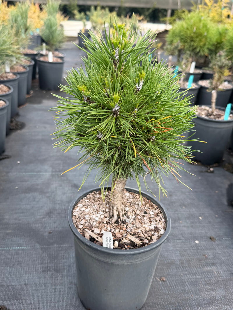 Pinus sylvestris 'Green Penguin' Dwarf Scot's Pine