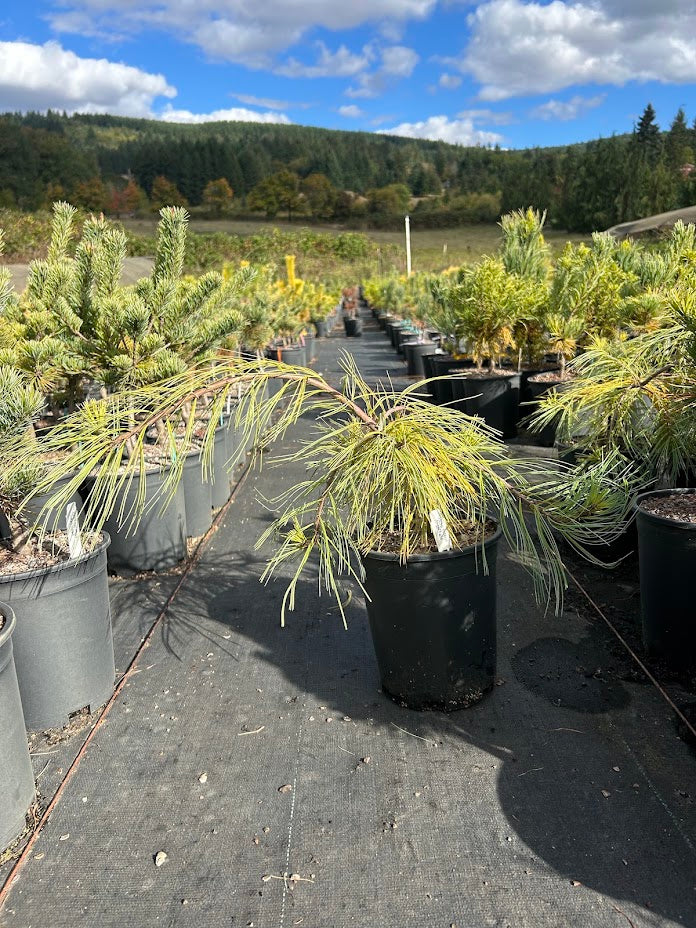 Pinus strobus 'Angel Falls' Weeping White Pine