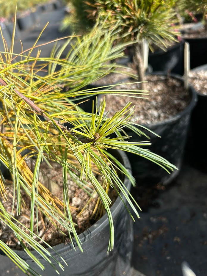 Pinus strobus 'Angel Falls' Weeping White Pine