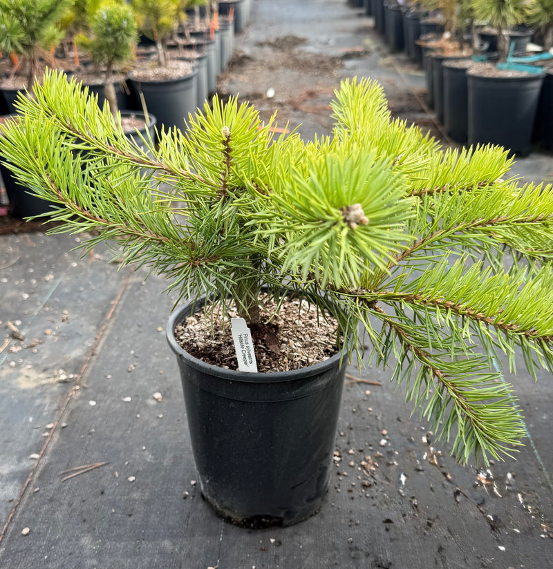 Pinus sylvestris 'Hillside Creeper' Dwarf Scots Pine