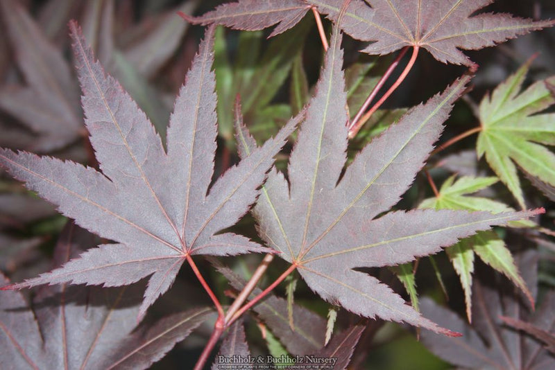 Acer palmatum 'Rhode Island Red' Dwarf Bloodgood Japanese Maple