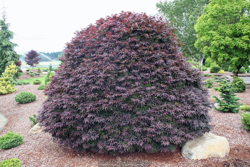 Acer palmatum 'Rhode Island Red' Dwarf Bloodgood Japanese Maple