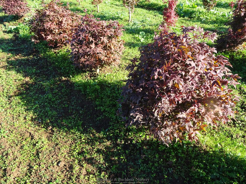Acer palmatum 'Rhode Island Red' Dwarf Bloodgood Japanese Maple