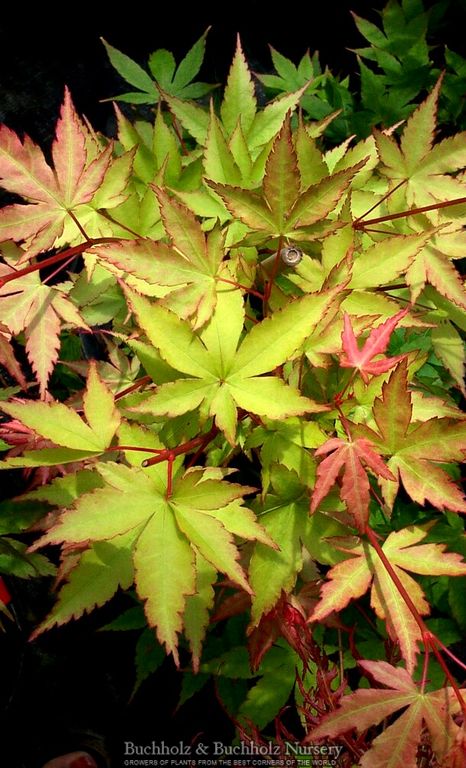 Acer palmatum 'Sango kaku' Coral Bark Japanese Maple