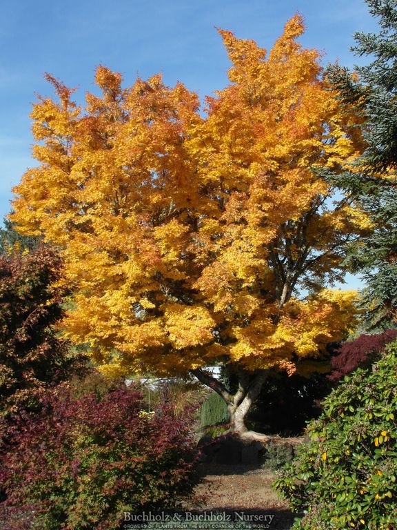 Acer palmatum 'Sango kaku' Coral Bark Japanese Maple