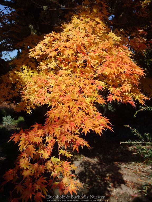 Acer palmatum 'Sango kaku' Coral Bark Japanese Maple