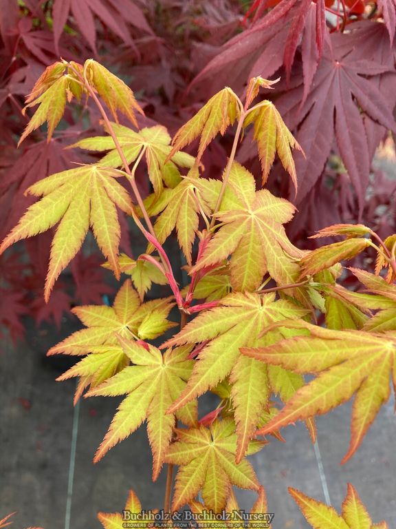 Acer shirasawanum 'Sunny' Golden Full Moon Japanese Maple