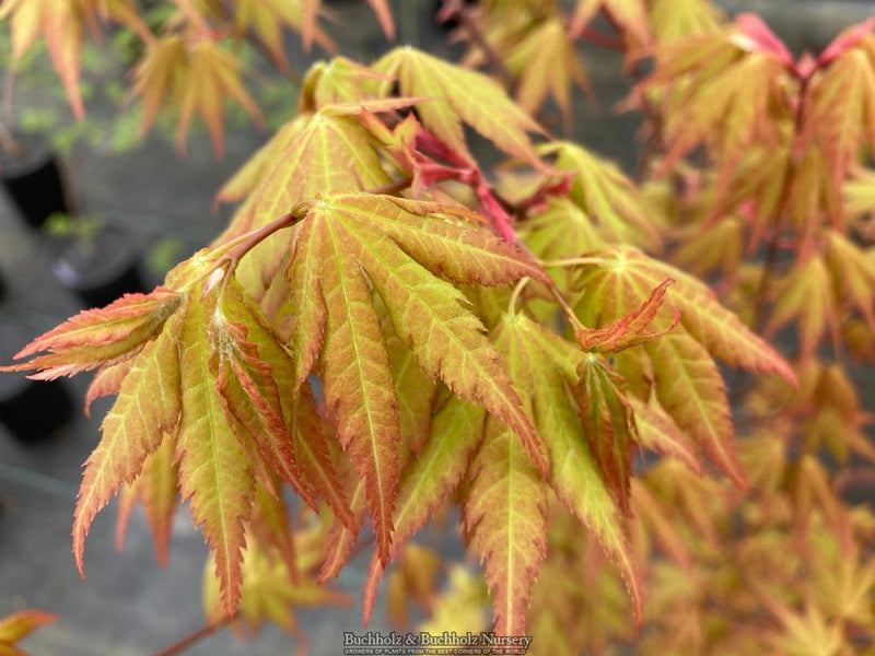 Acer shirasawanum 'Sunny' Golden Full Moon Japanese Maple