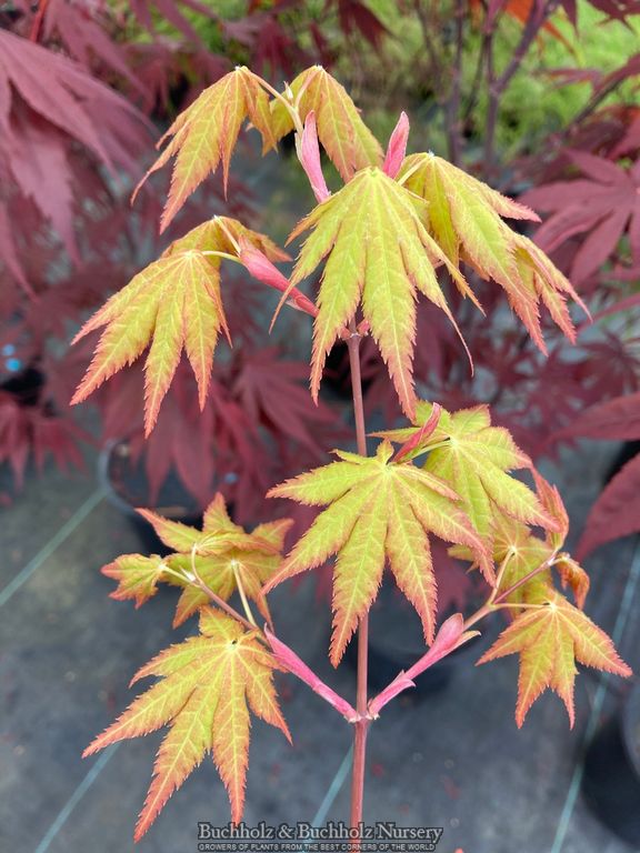 Acer shirasawanum 'Sunny' Golden Full Moon Japanese Maple