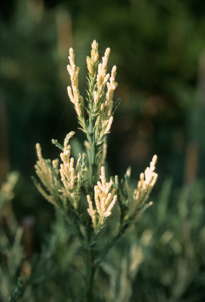 Sequoiadendron giganteum 'French Beauty'  Variegated Giant Redwood