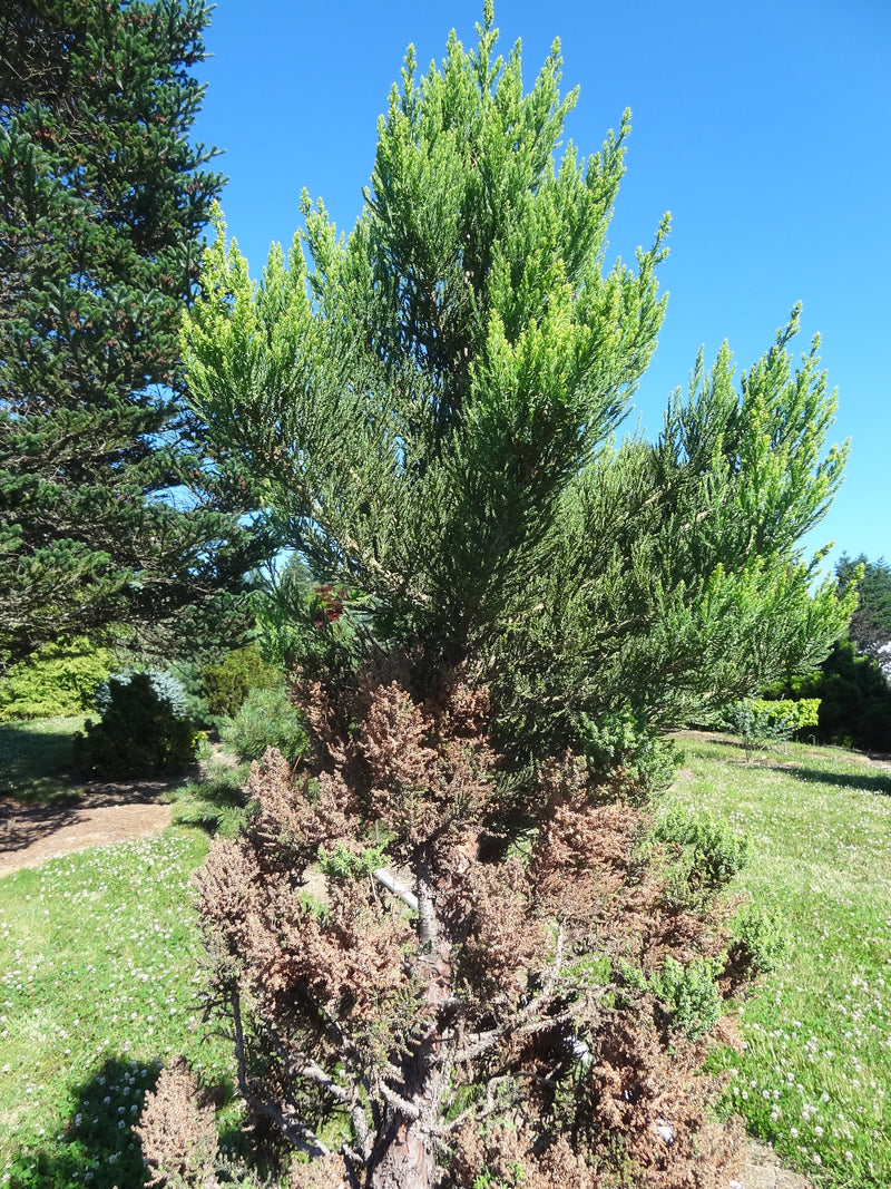 Sequoiadendron giganteum 'Little Stan' Dwarf Redwood