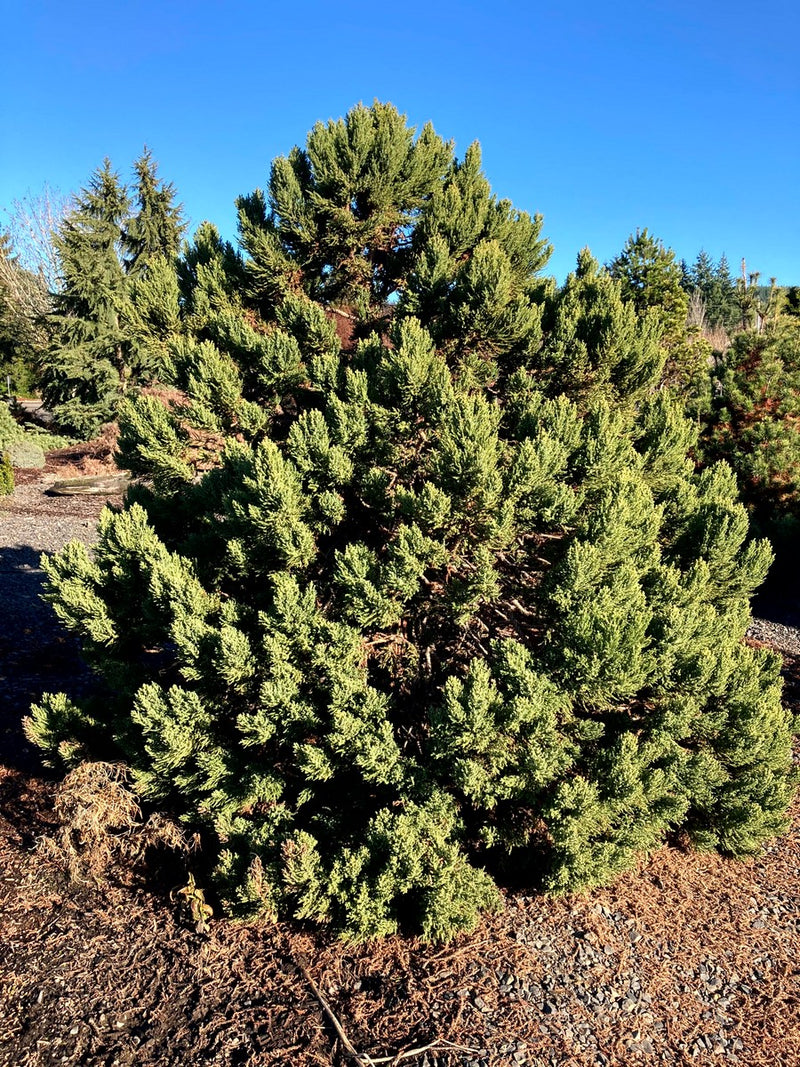 Sequoiadendron giganteum 'Little Stan' Dwarf Redwood