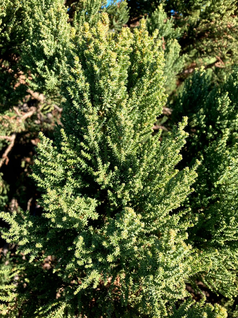Sequoiadendron giganteum 'Little Stan' Dwarf Redwood