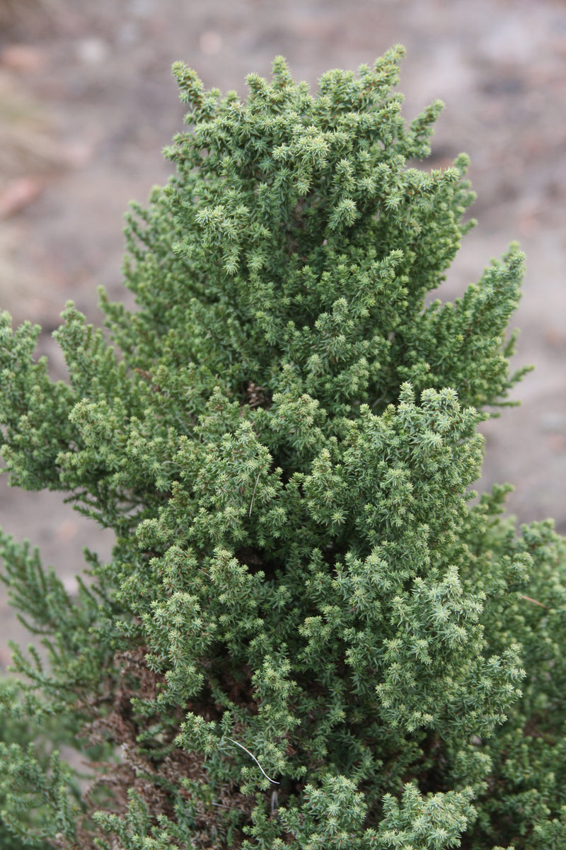 Sequoiadendron giganteum 'Little Stan' Dwarf Redwood