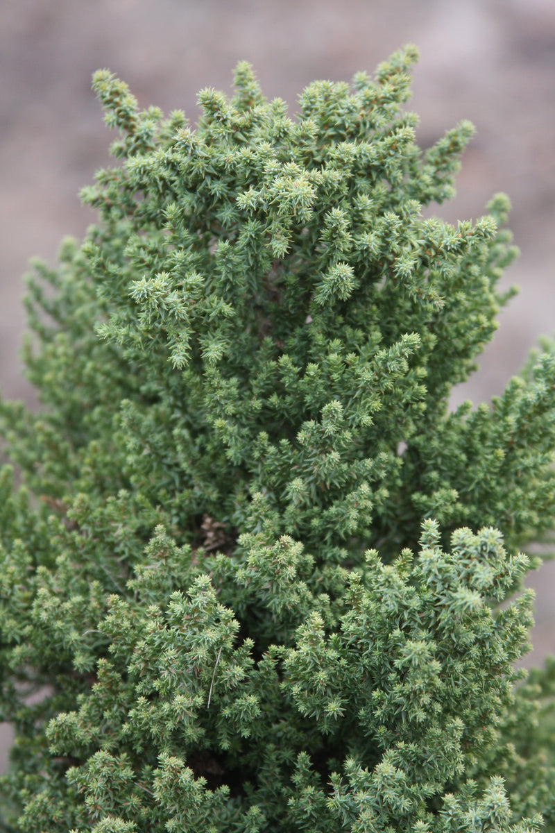 Sequoiadendron giganteum 'Little Stan' Dwarf Redwood