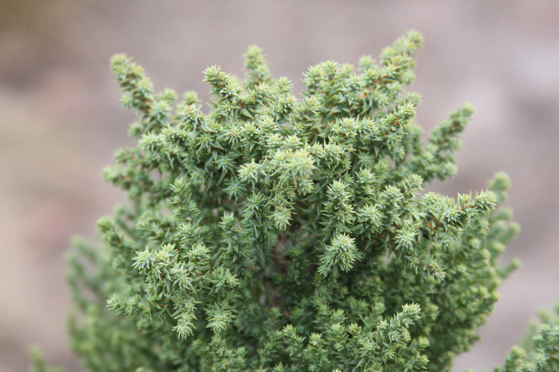 Sequoiadendron giganteum 'Little Stan' Dwarf Redwood