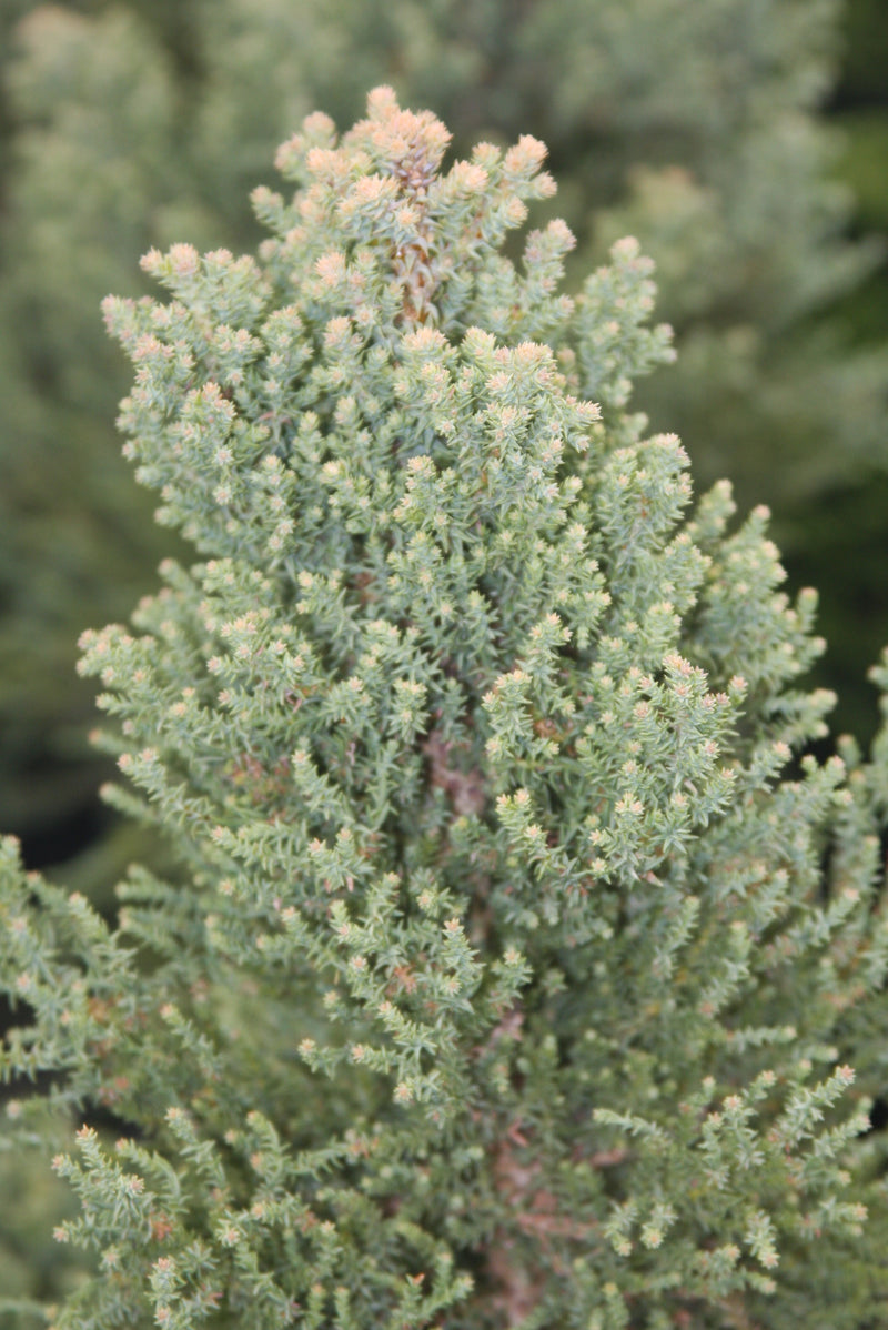 Sequoiadendron giganteum 'Little Stan' Dwarf Redwood