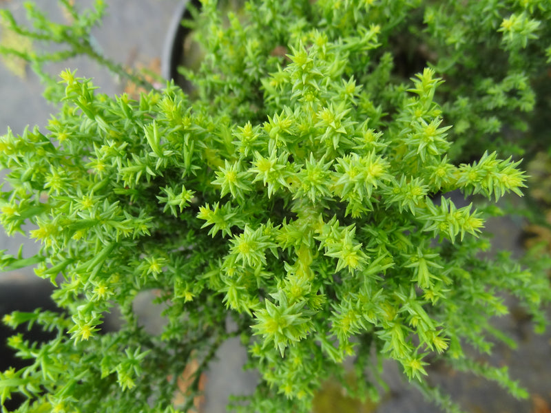 Sequoiadendron giganteum 'Little Stan' Dwarf Redwood