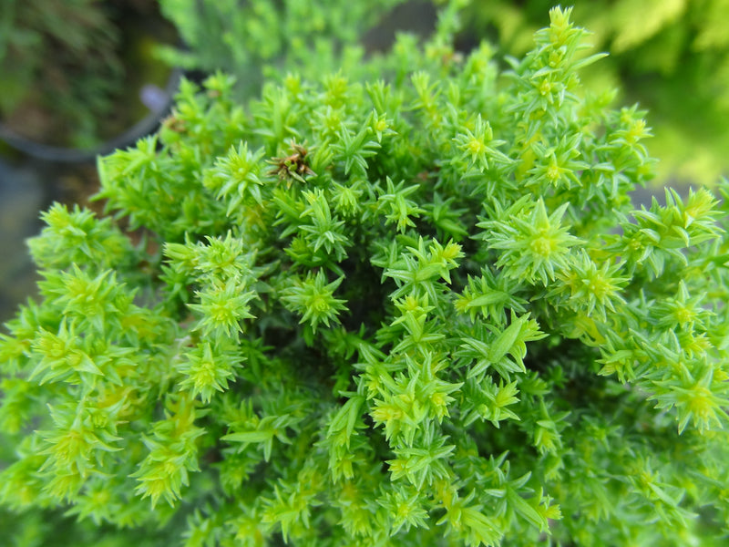 Sequoiadendron giganteum 'Little Stan' Dwarf Redwood