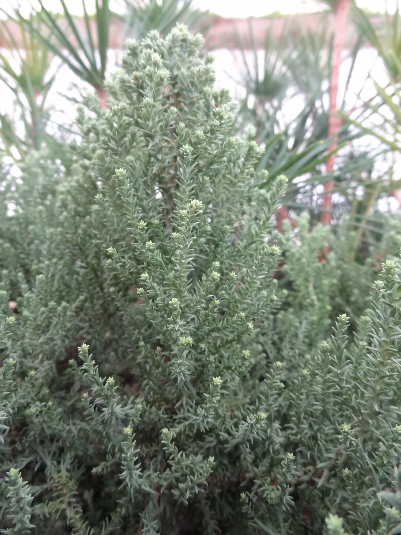 Sequoiadendron giganteum 'Little Stan' Dwarf Redwood