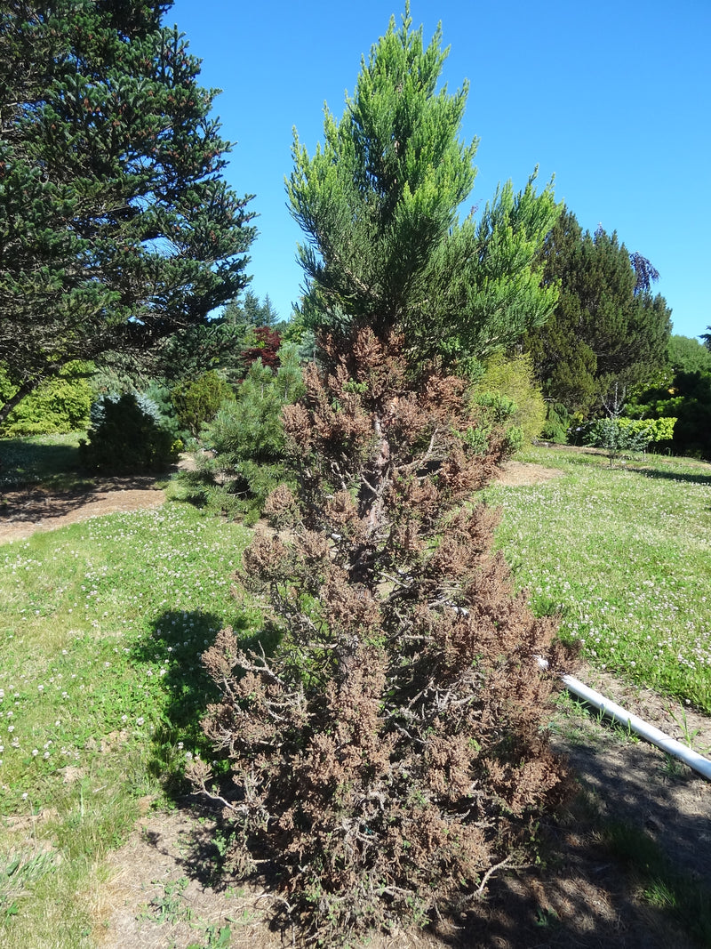 Sequoiadendron giganteum 'Little Stan' Dwarf Redwood