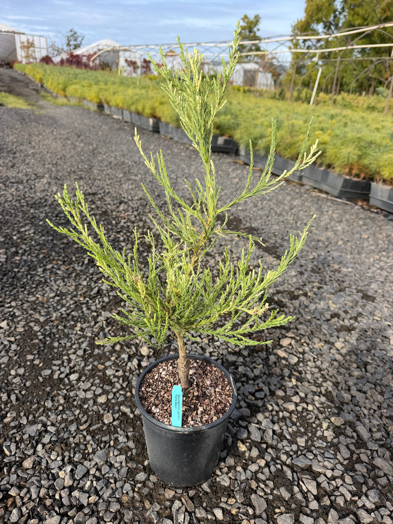 Sequoiadendron giganteum 'French Beauty'  Variegated Giant Redwood