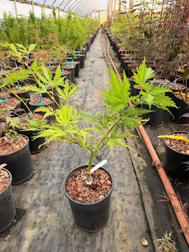 Acer palmatum 'Sister Ghost' Japanese Maple