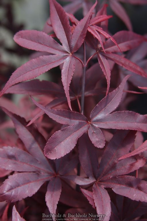 Acer palmatum 'Twombly's Red Sentinel' Columnar Japanese Maple