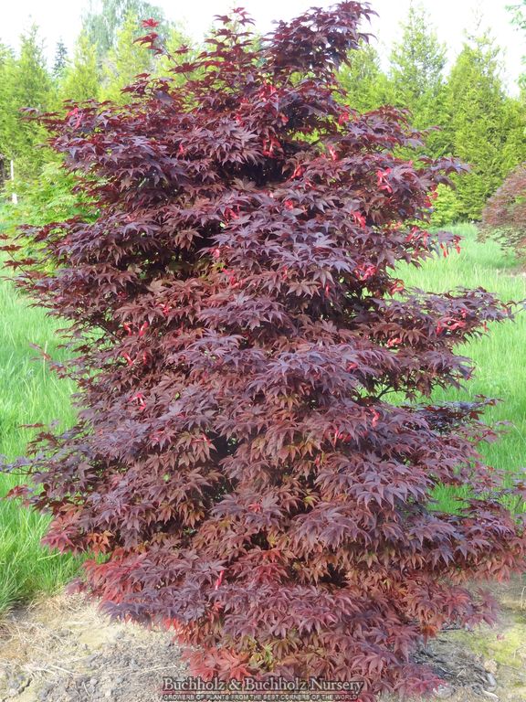 Acer palmatum 'Twombly's Red Sentinel' Columnar Japanese Maple