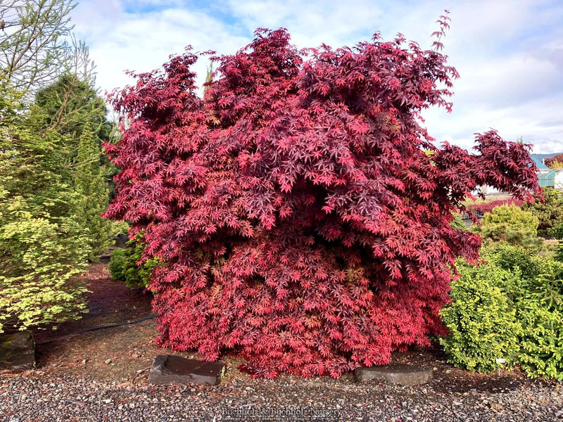 Acer palmatum 'Twombly's Red Sentinel' Columnar Japanese Maple