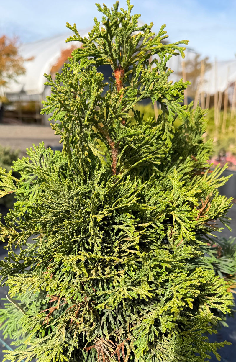 Thuja occidentalis 'Trompenburg' Eastern Arborvitae
