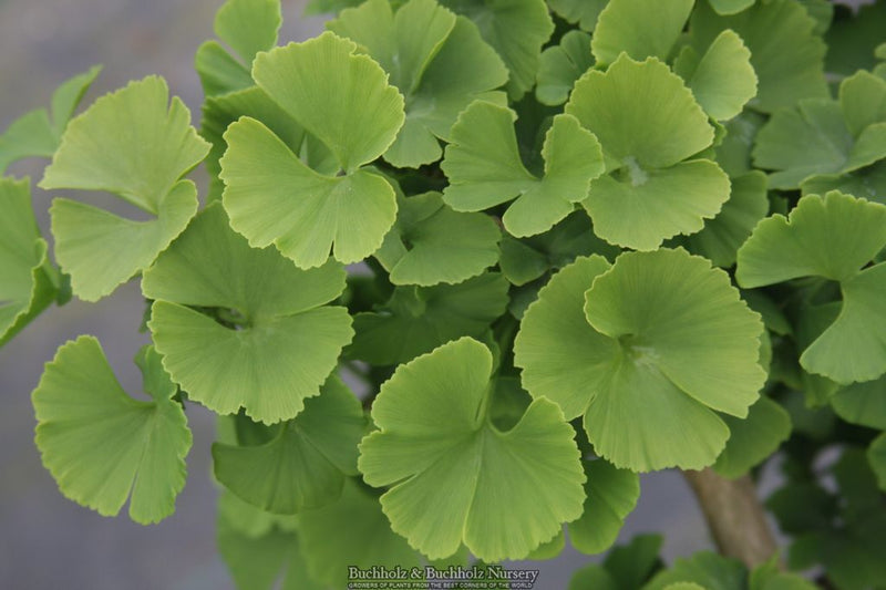 Ginkgo biloba 'Troll' Dwarf Ginkgo Tree