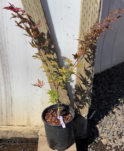 Acer palmatum 'Uncle Ghost' Japanese Maple