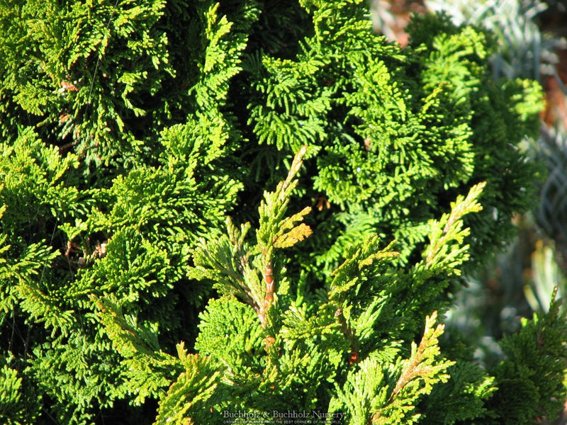 Chamaecyparis obtusa 'Vokel's Upright' Dwarf Hinoki Cypress