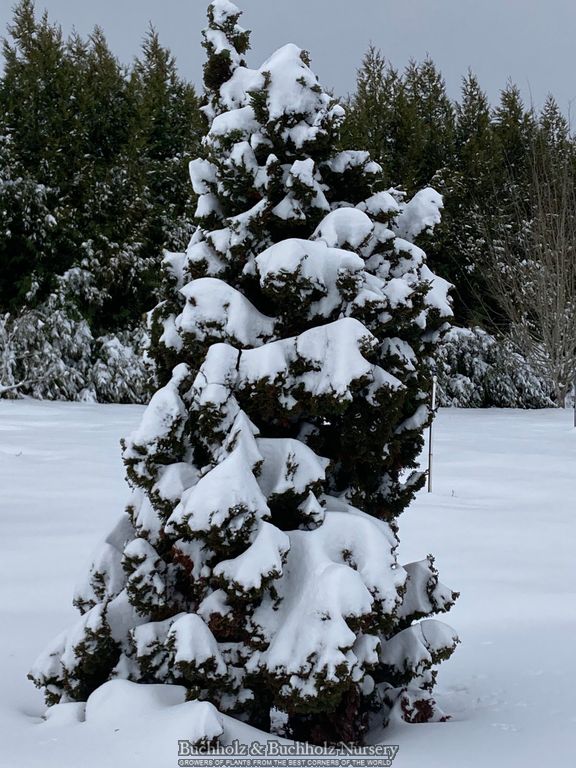 Chamaecyparis obtusa 'Vokel's Upright' Dwarf Hinoki Cypress