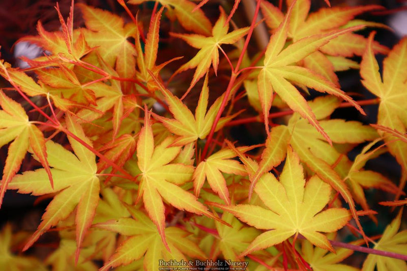 Acer palmatum 'Alan's Gold' Japanese Maple