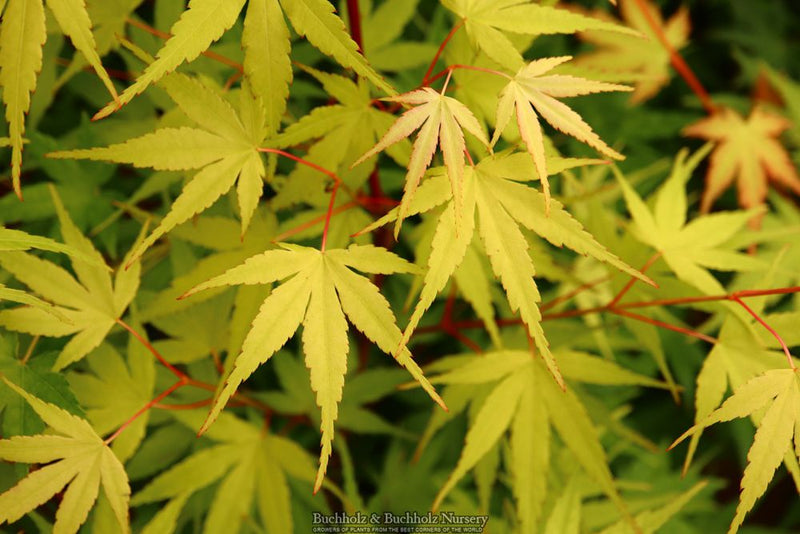 Acer palmatum 'Alan's Gold' Japanese Maple