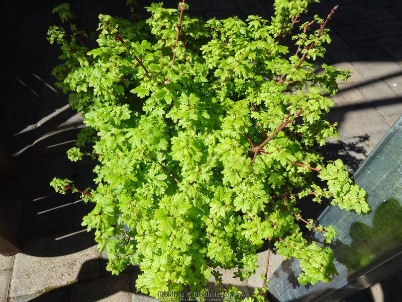 Acer circinatum 'Baby Buttons' Dwarf Japanese Maple