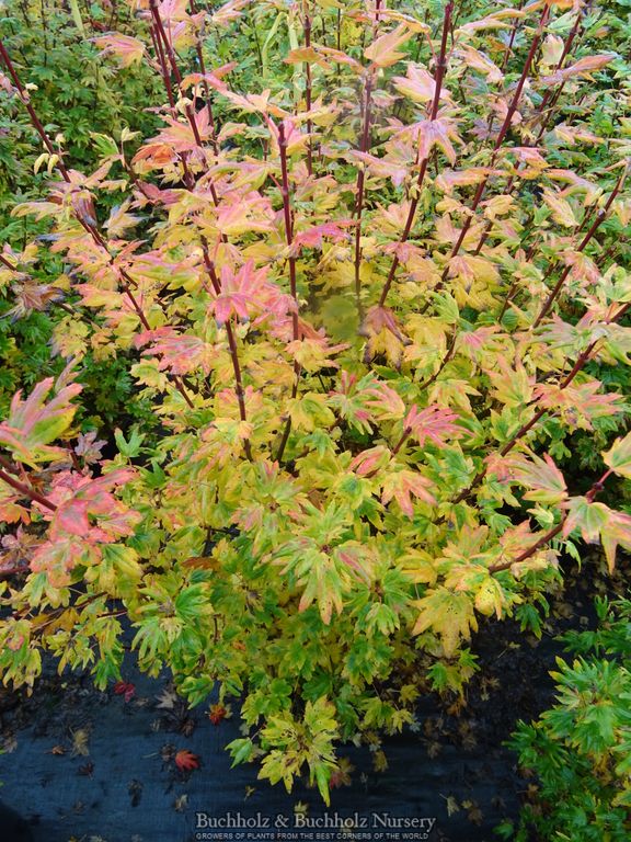 Acer circinatum 'Baby Buttons' Dwarf Japanese Maple