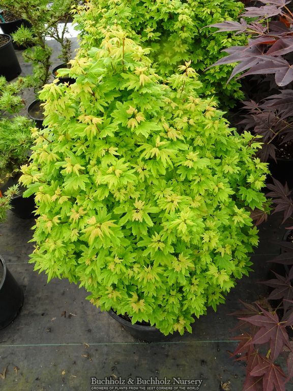 Acer circinatum 'Baby Buttons' Dwarf Japanese Maple