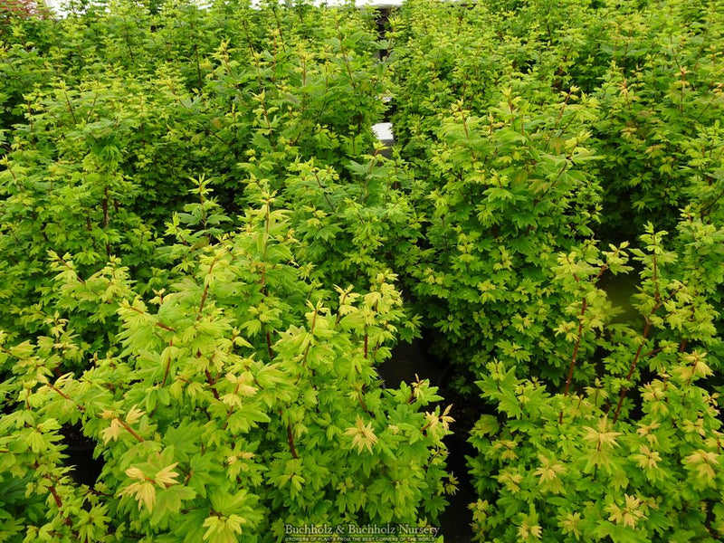 Acer circinatum 'Baby Buttons' Dwarf Japanese Maple