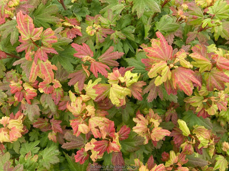 Acer circinatum 'Baby Buttons' Dwarf Japanese Maple